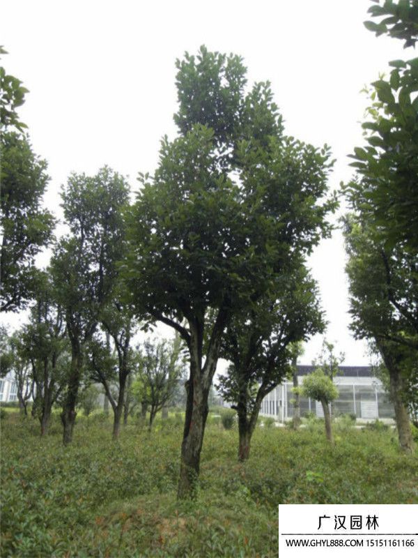 柿子樹