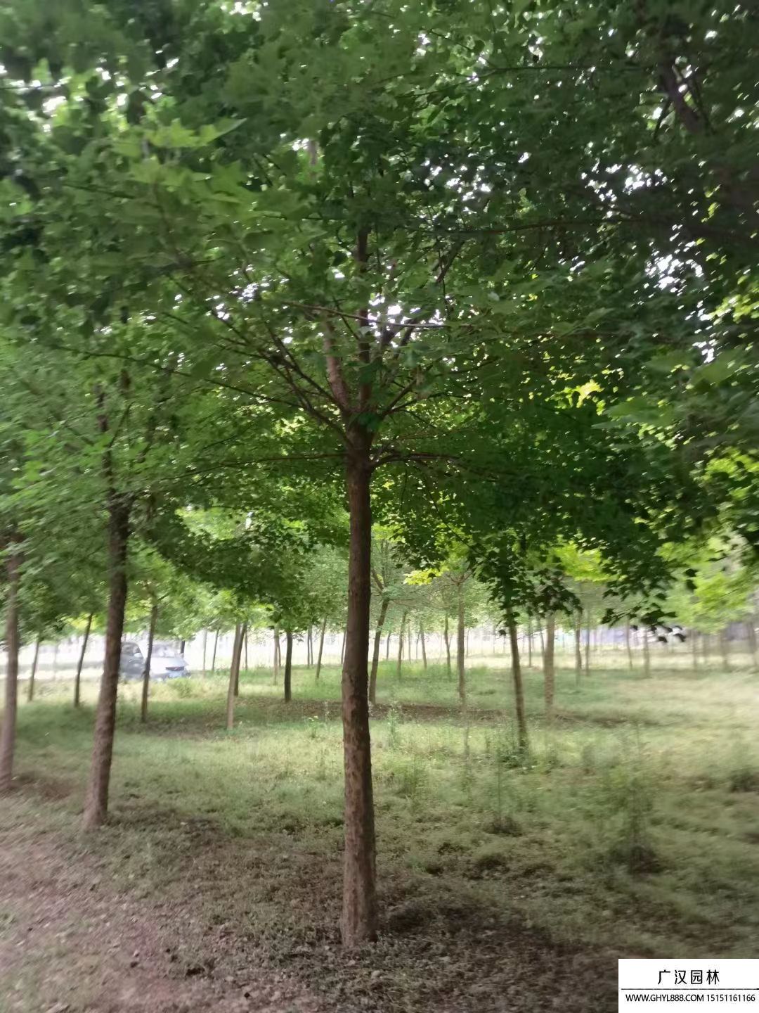三角楓