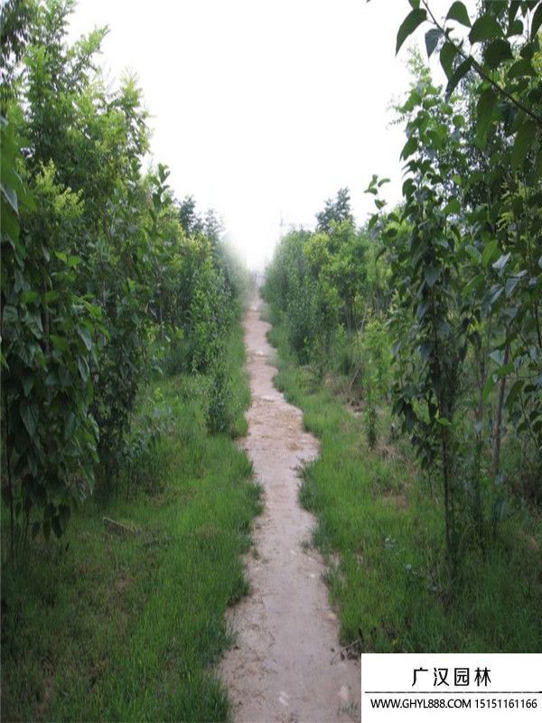 桑樹苗
