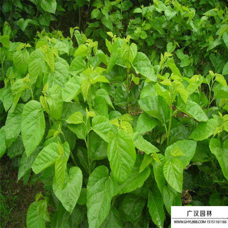 桑樹苗