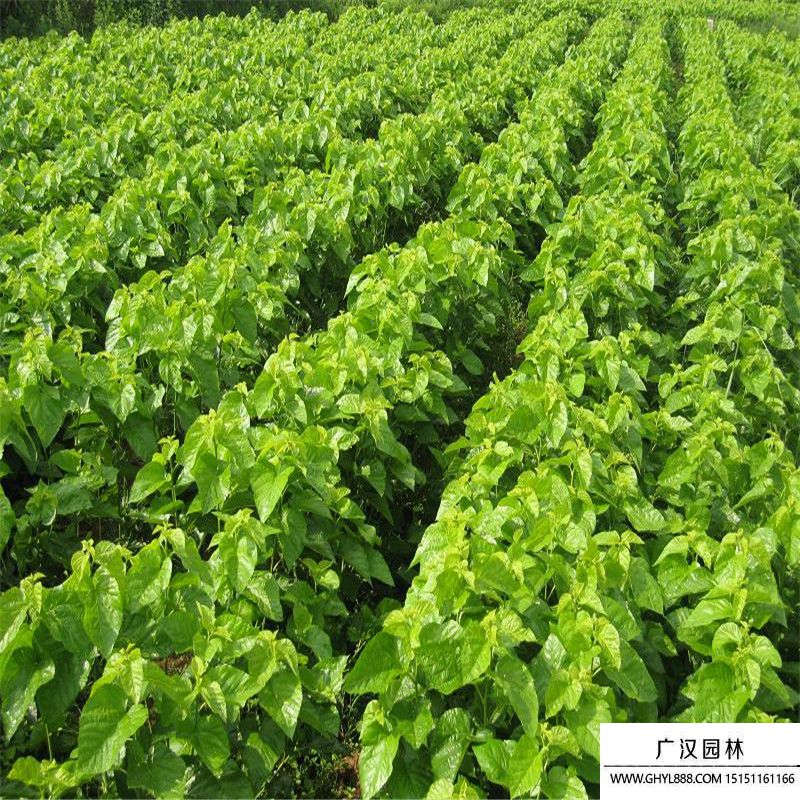 桑樹苗