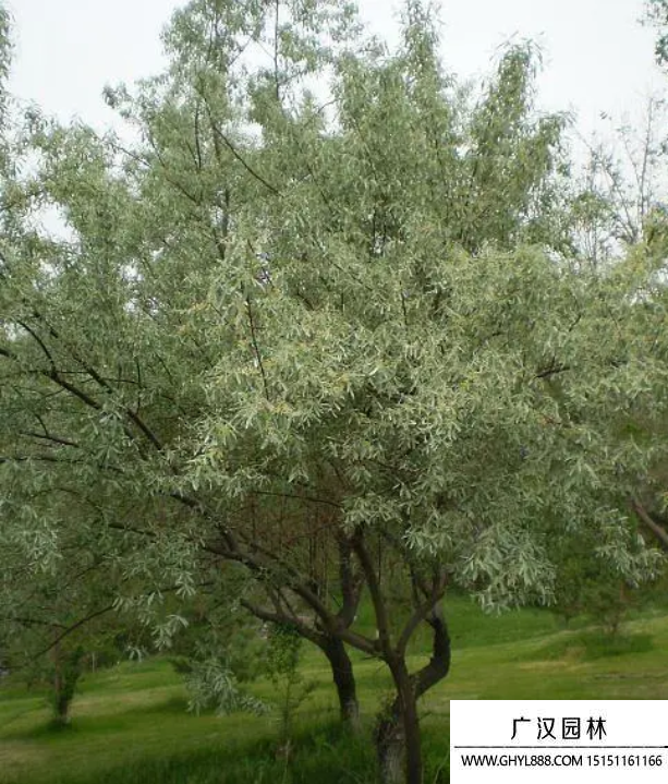 沙棗樹