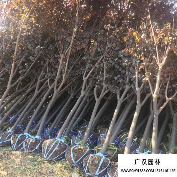 紫葉李