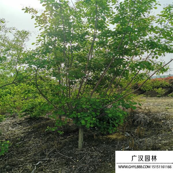 黃櫨