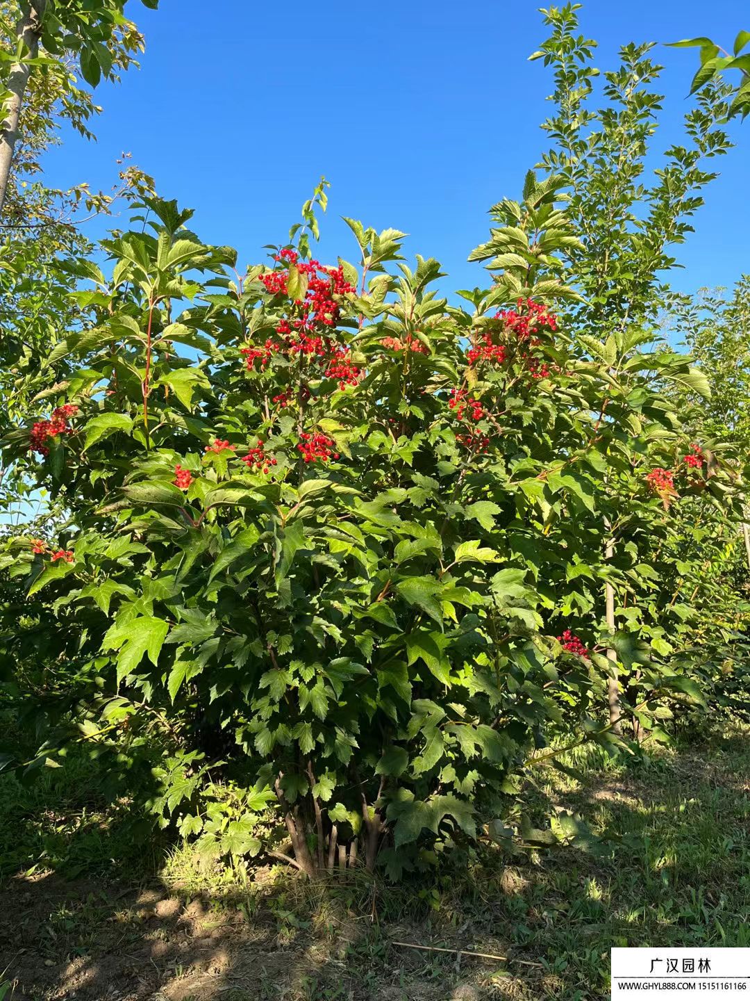 天目瓊花