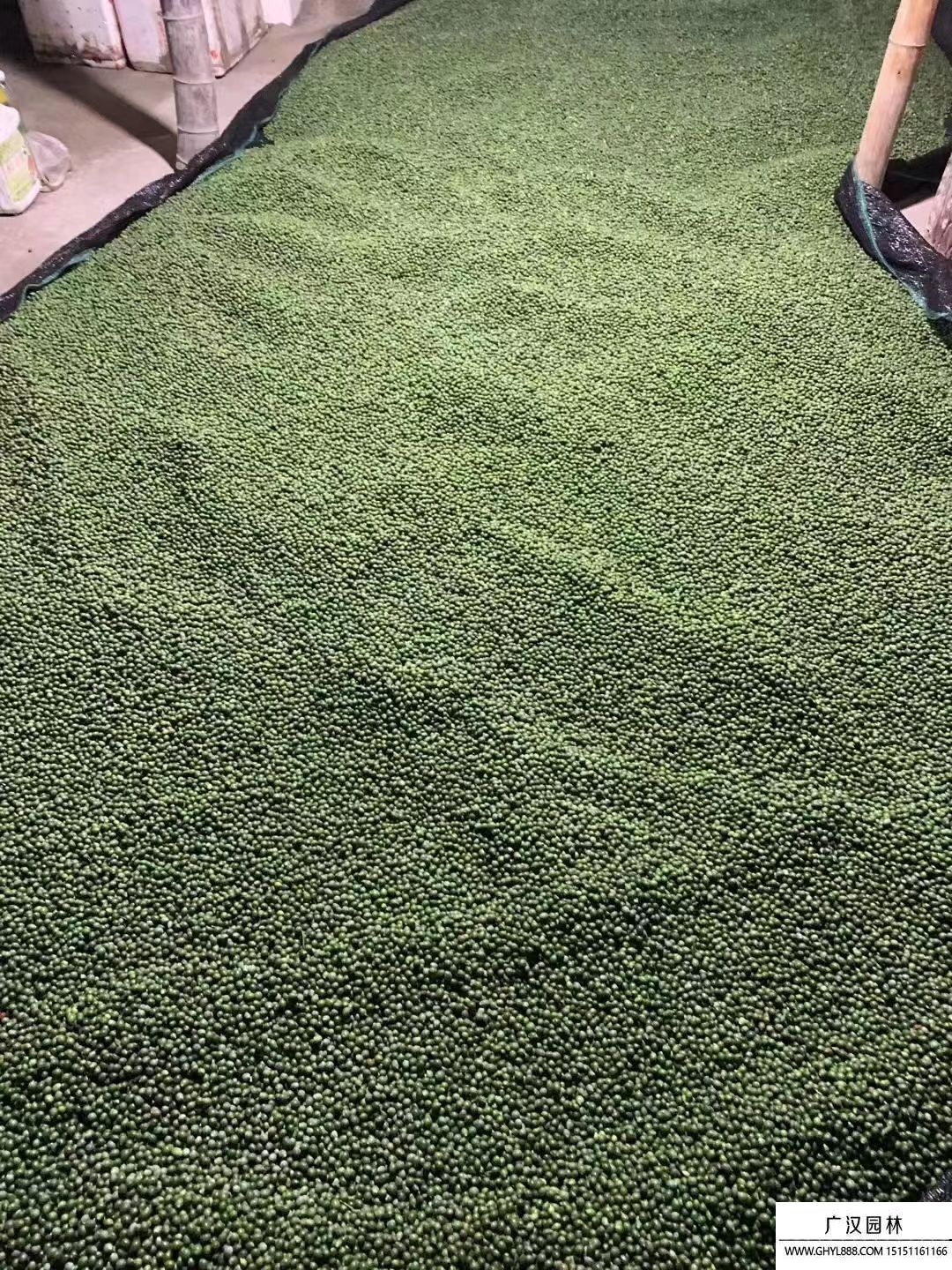 羅漢松種子