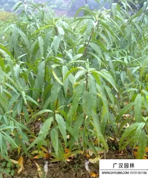 黃桃樹