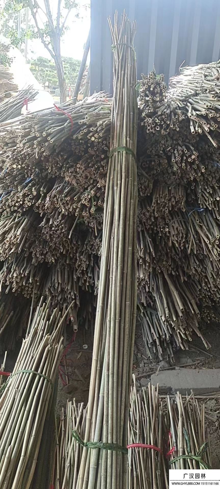 西紅柿架竹子