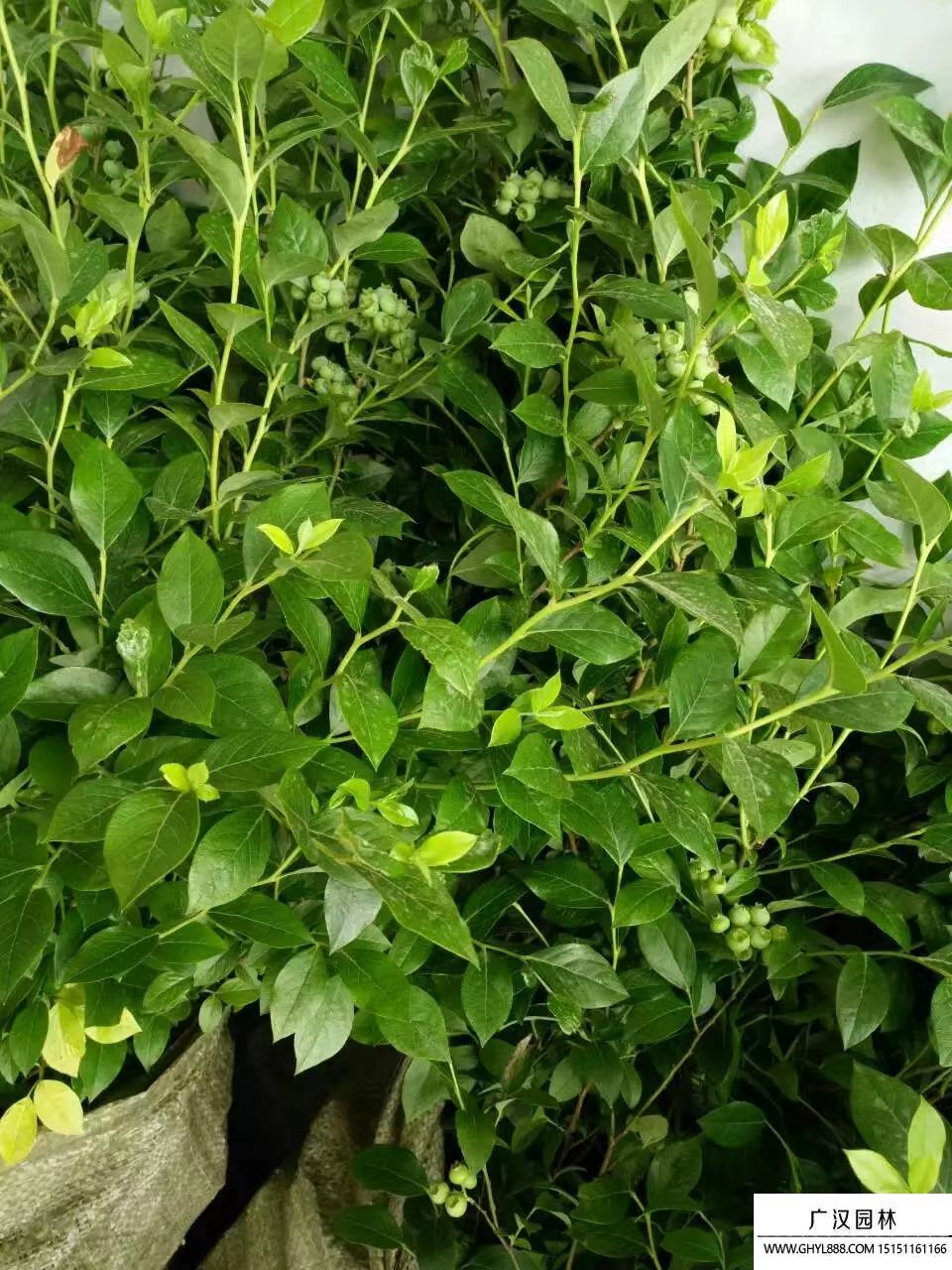 藍莓