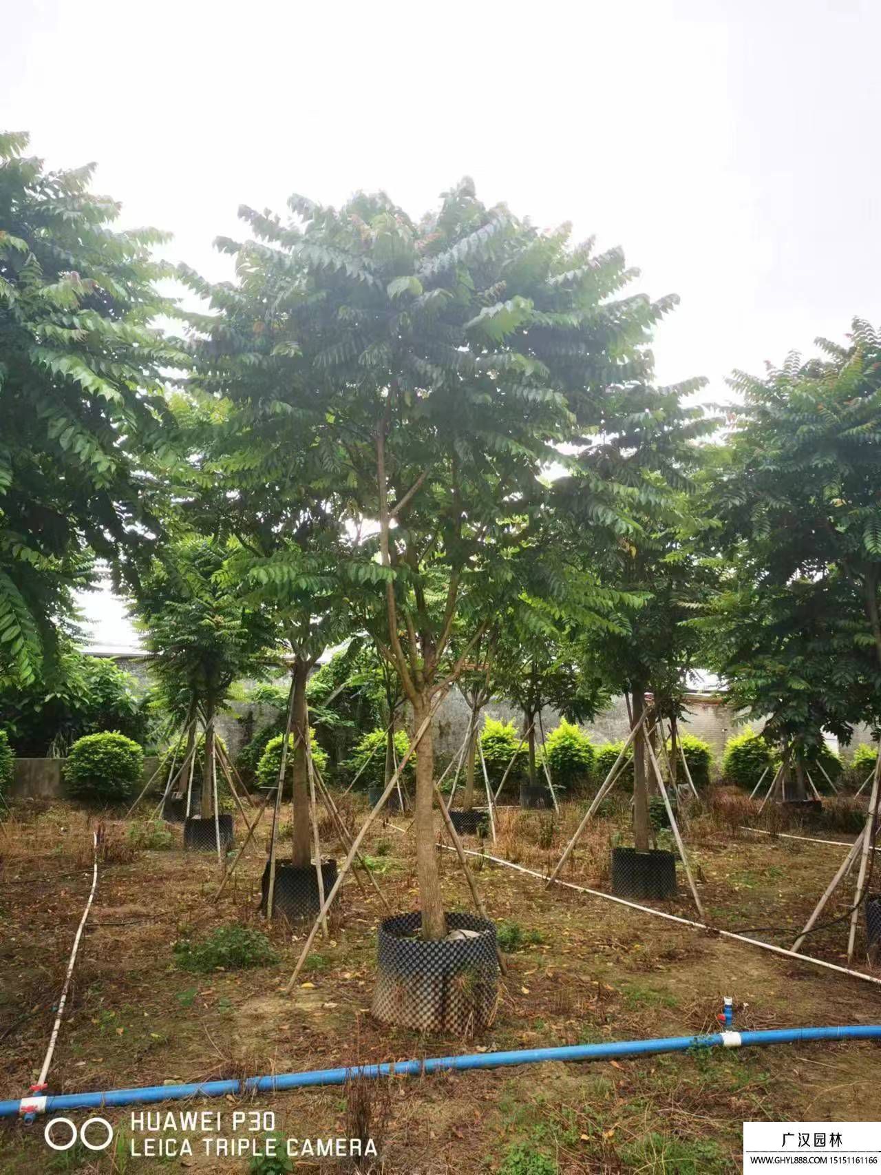 麻楝樹