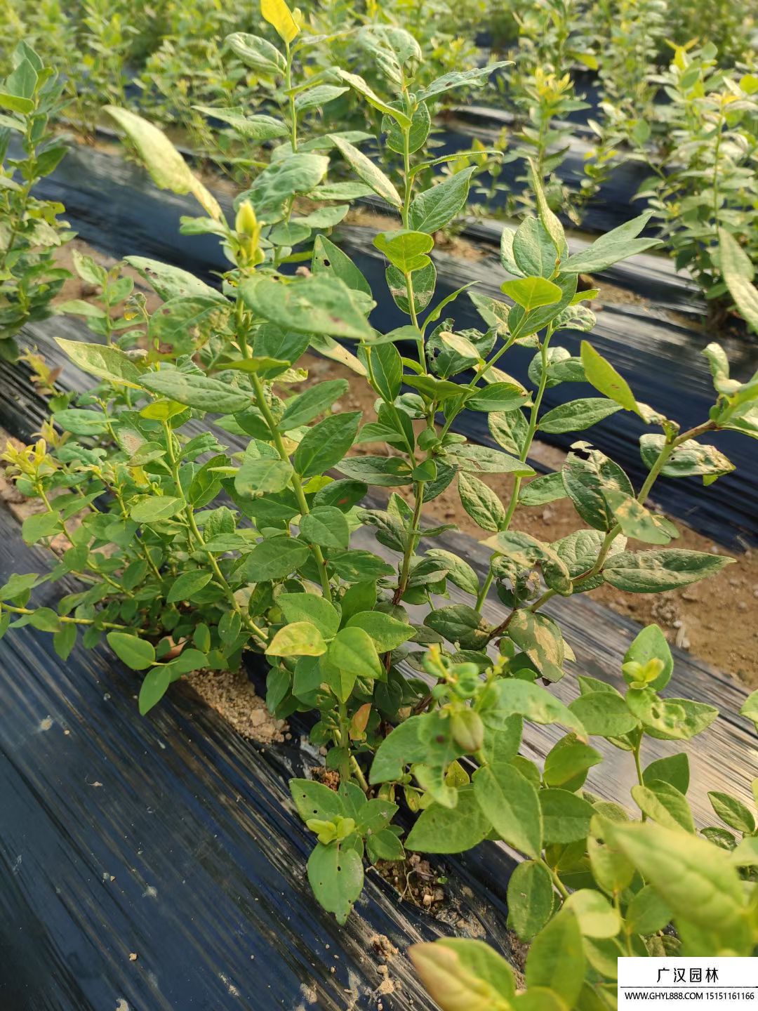 藍莓