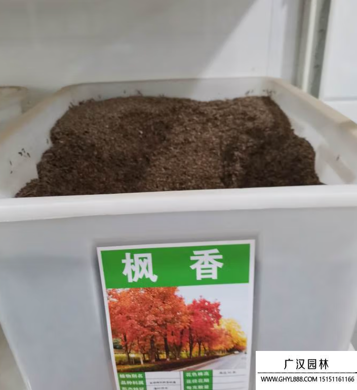 楓香樹種子