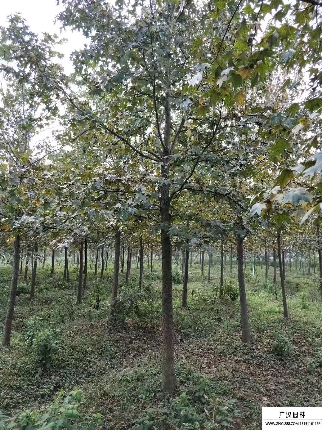 楓香樹