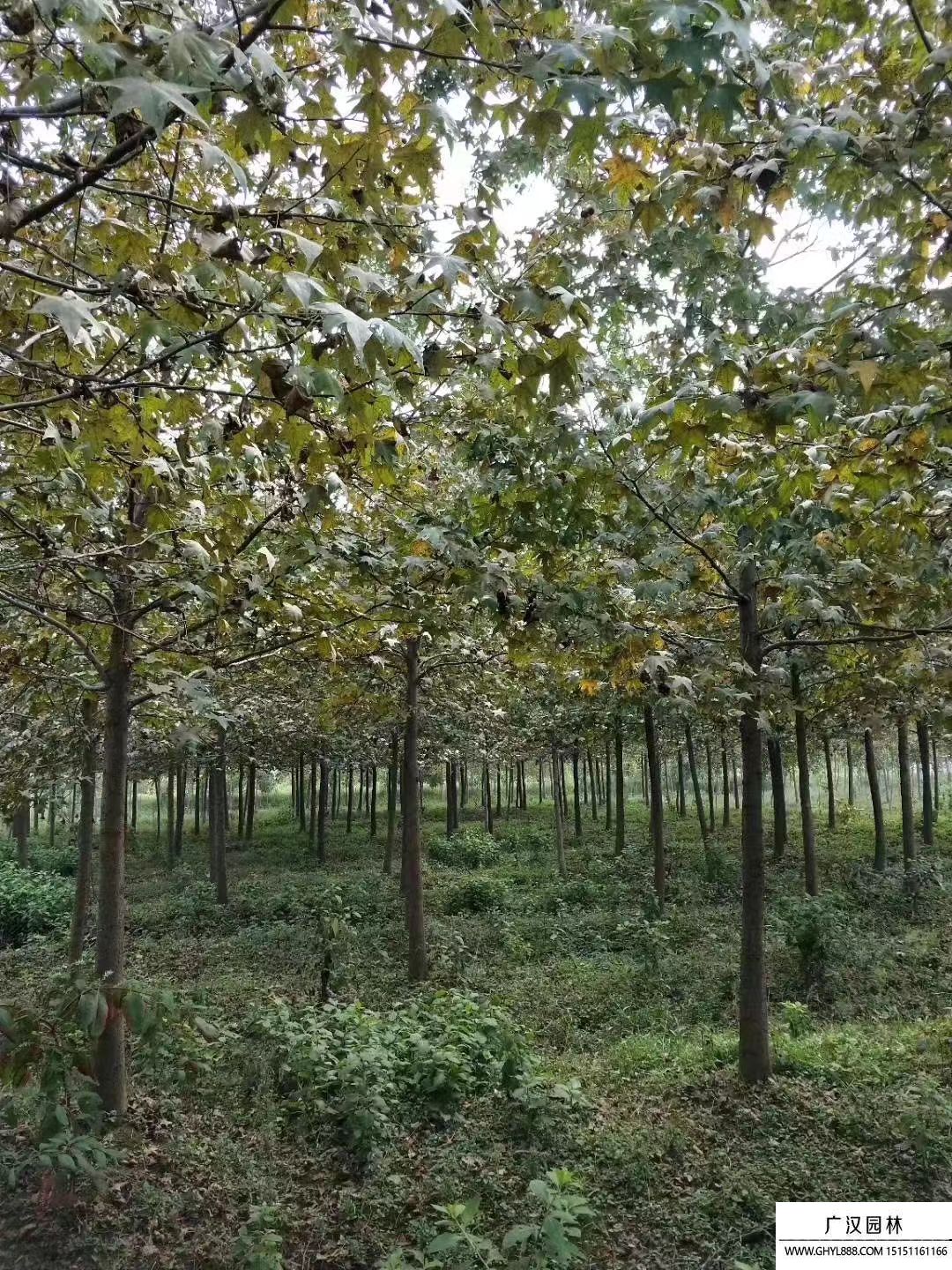 楓香樹