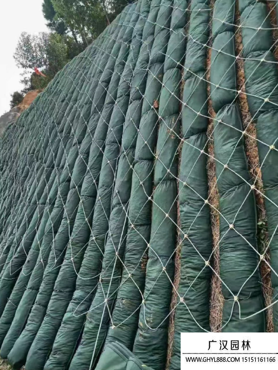 礦山的護坡綠化樹種