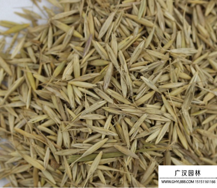 披堿草種子
