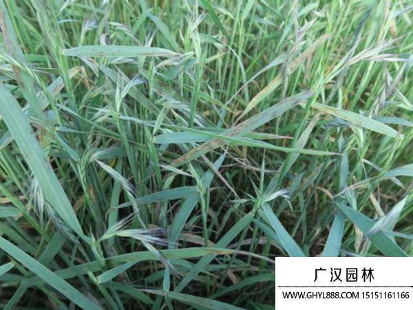 披堿草種子