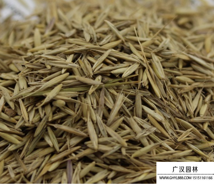披堿草種子