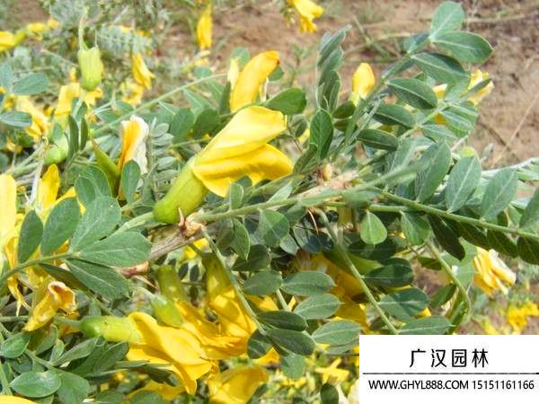 普通檸條種子