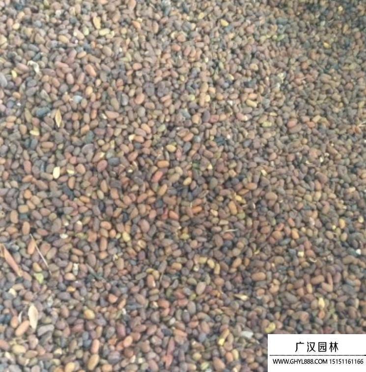 普通檸條種子