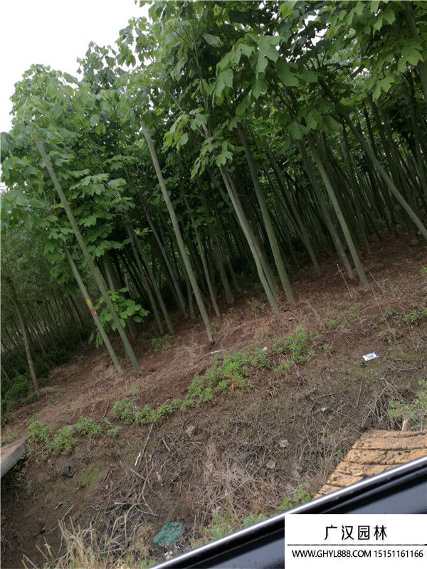 青桐樹