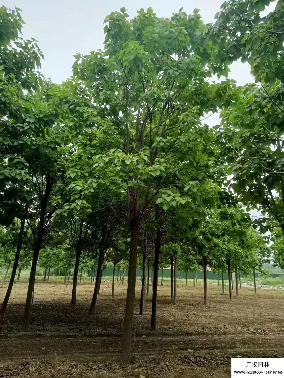 楸樹