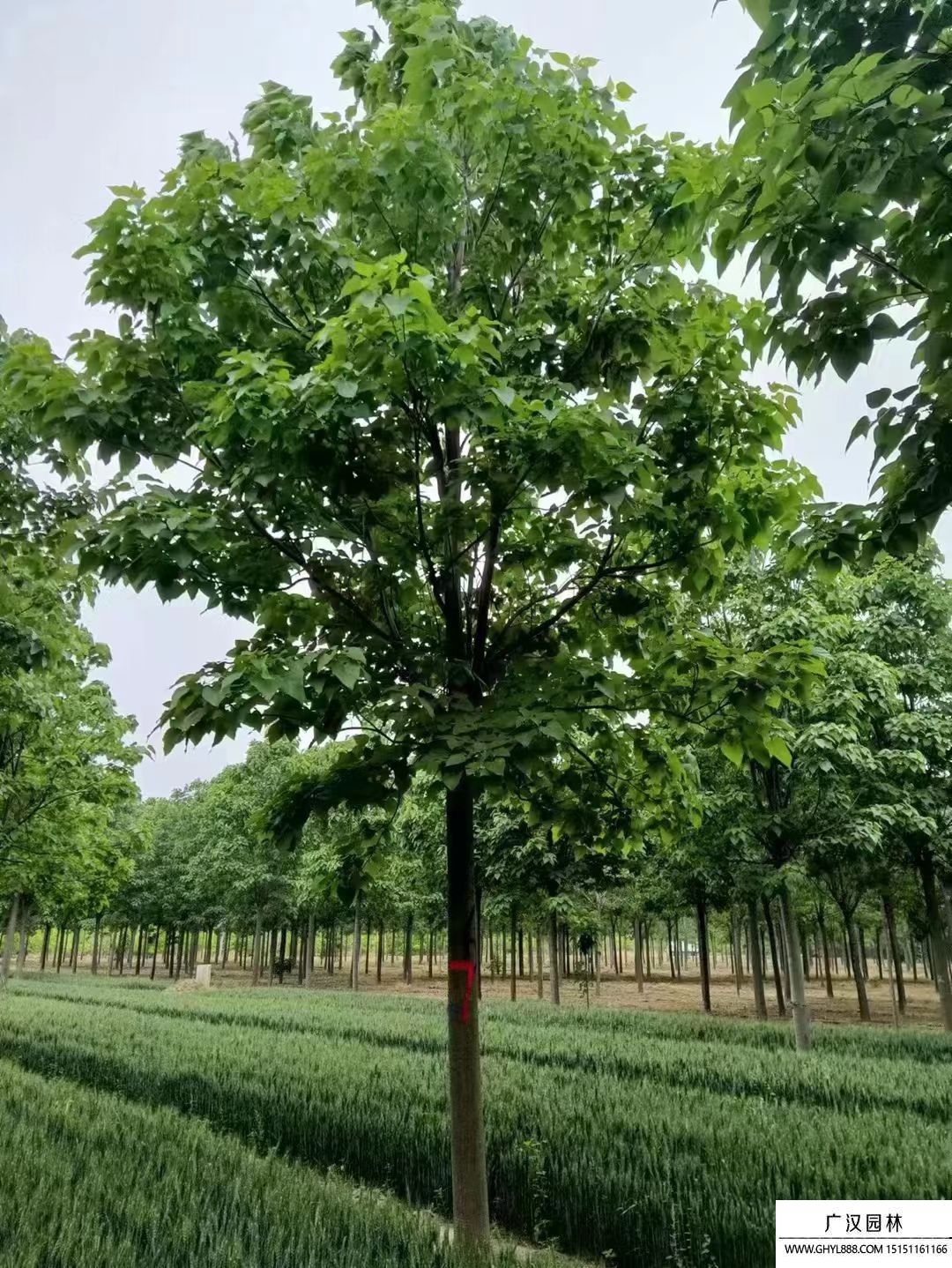 楸樹