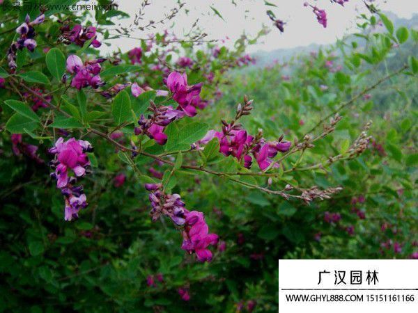 胡枝子種子