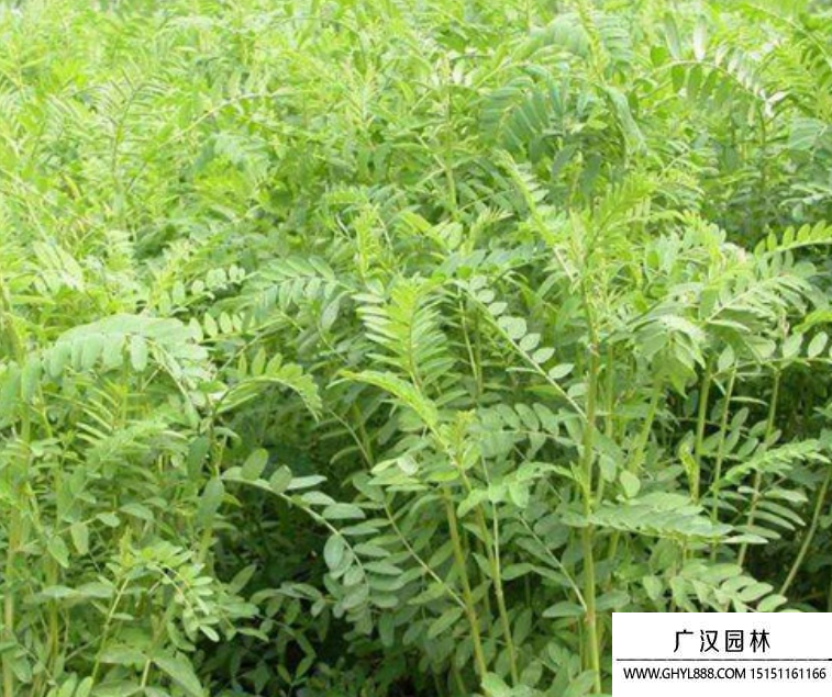 沙打旺種子
