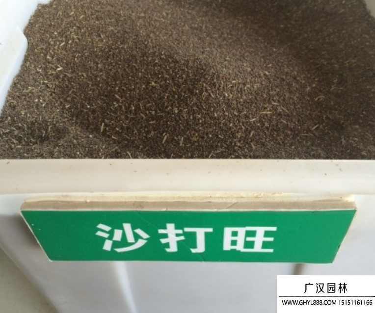 沙打旺種子