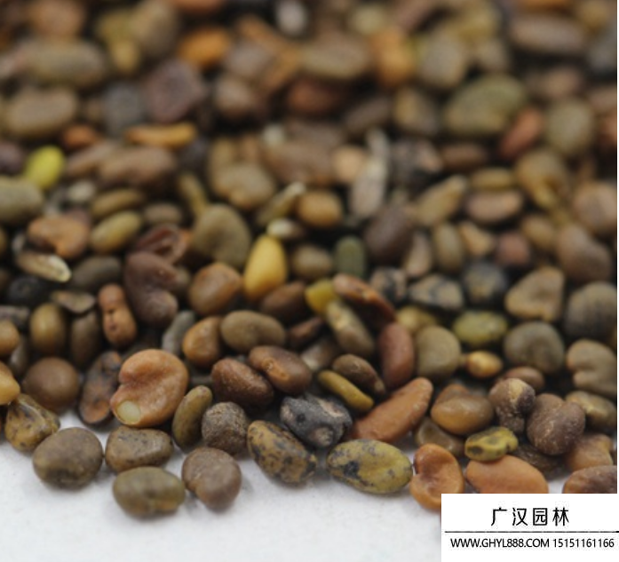 沙打旺種子