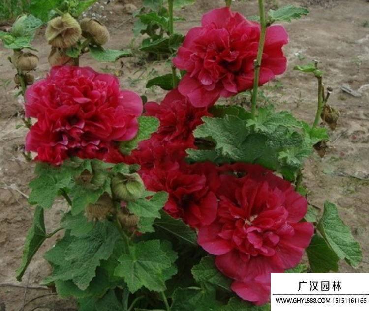 蜀葵花種子