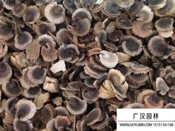 蜀葵種子
