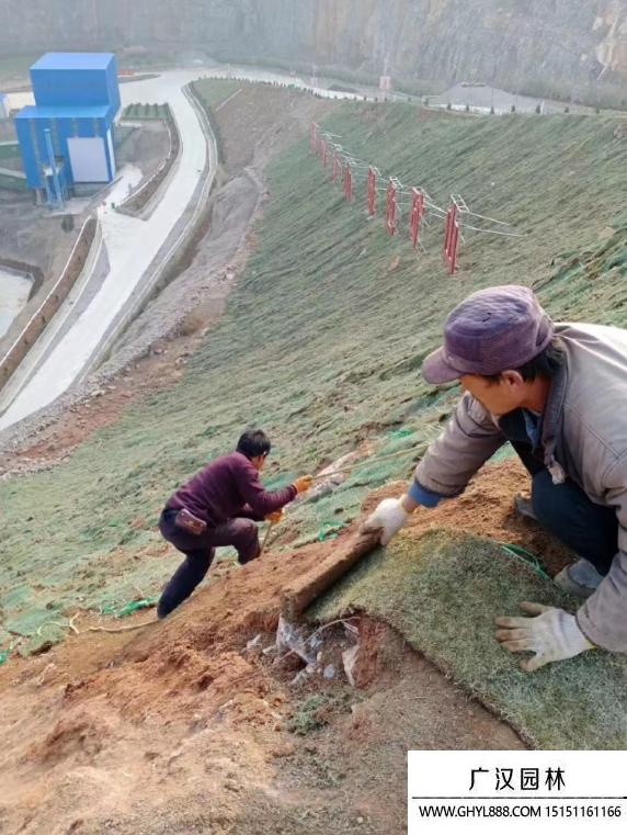 礦山的護坡綠化樹種