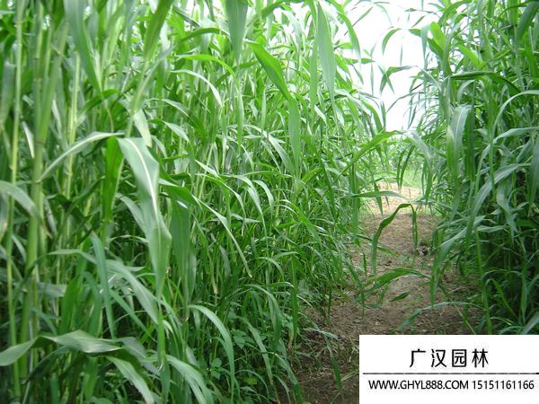 蘇丹草