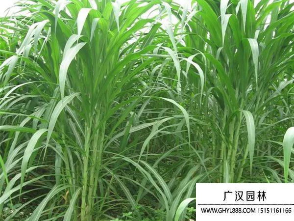 蘇丹草