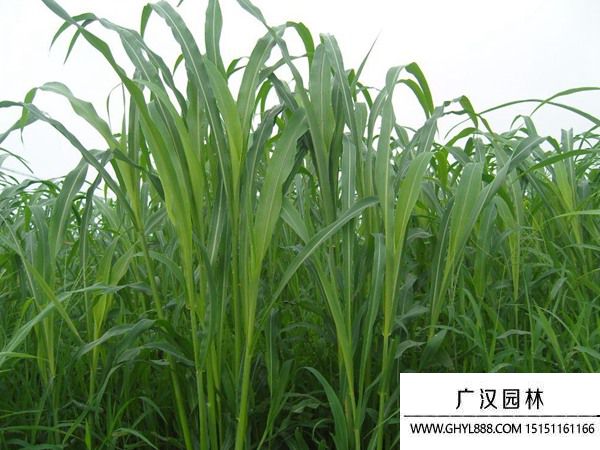 蘇丹草