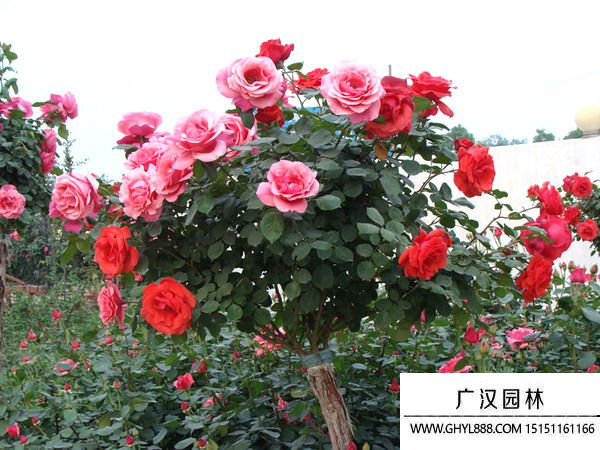樹樁月季盆景
