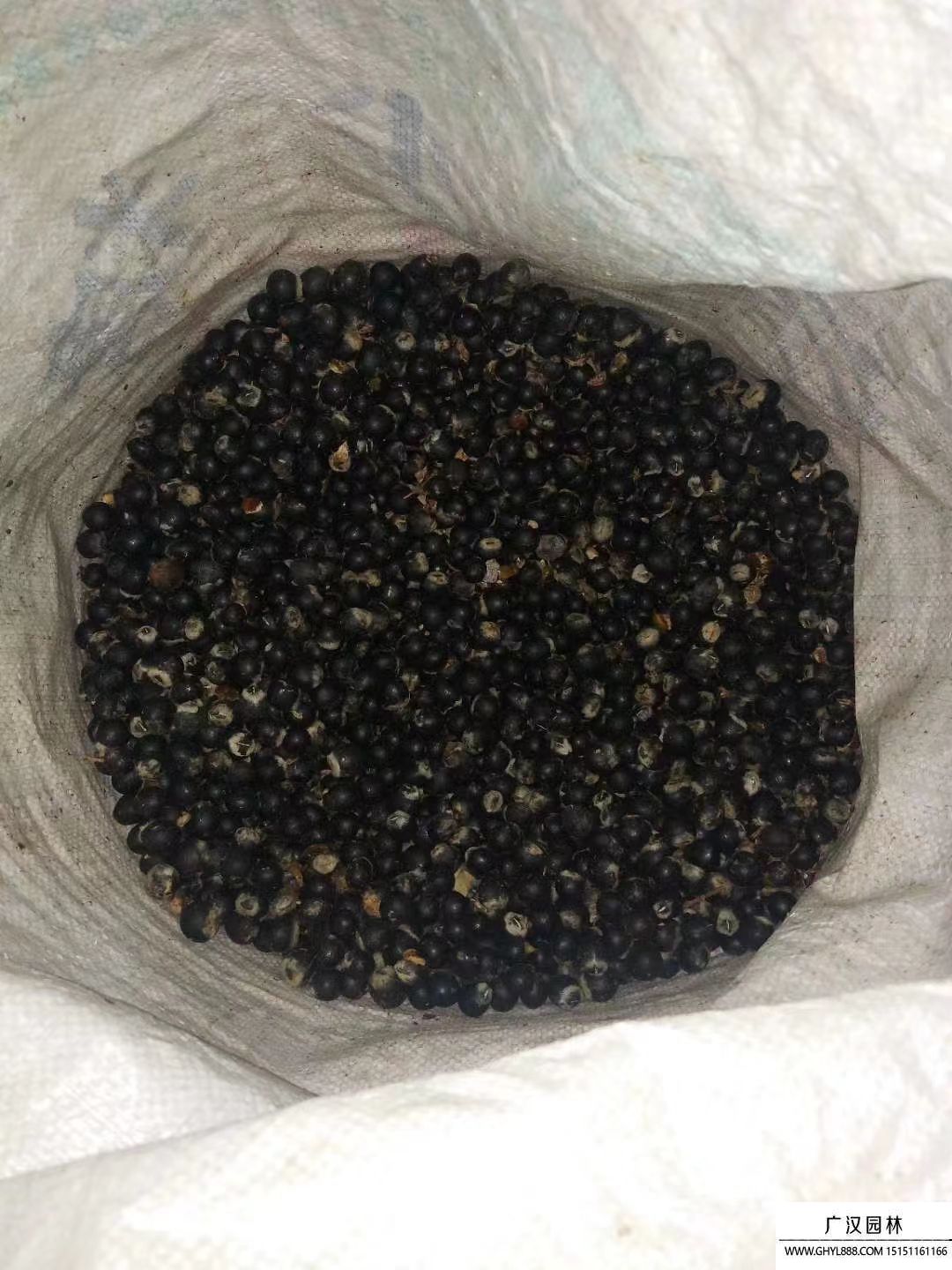 無患子種子