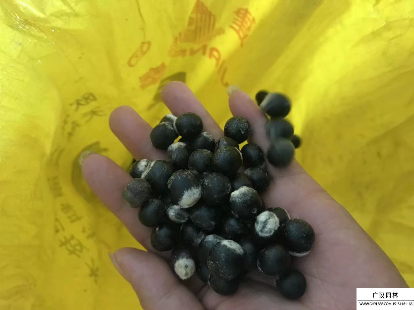 無患子種子