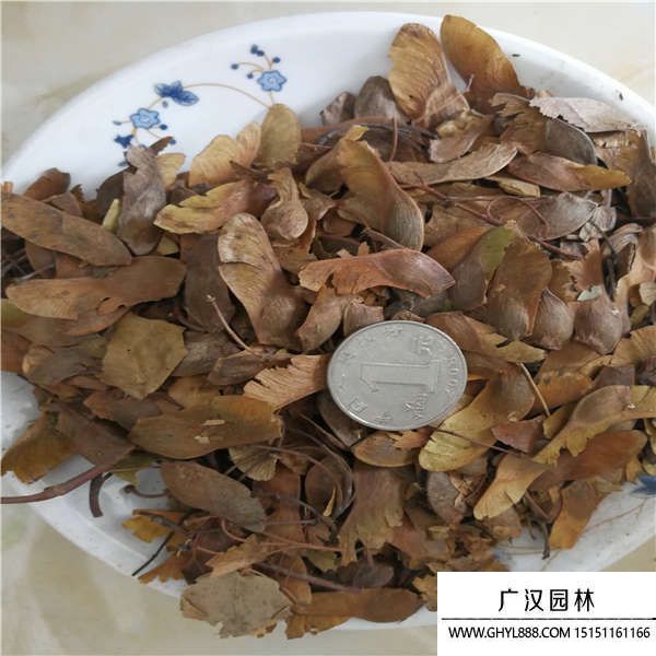 五角楓種子