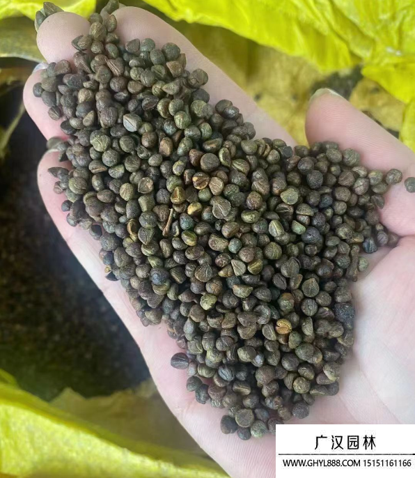 爬山虎種子
