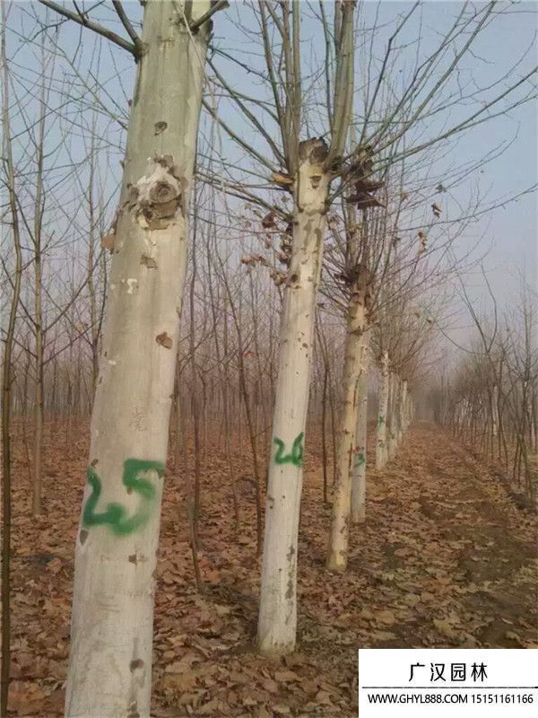 懸鈴木
