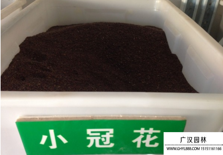 小冠花種子