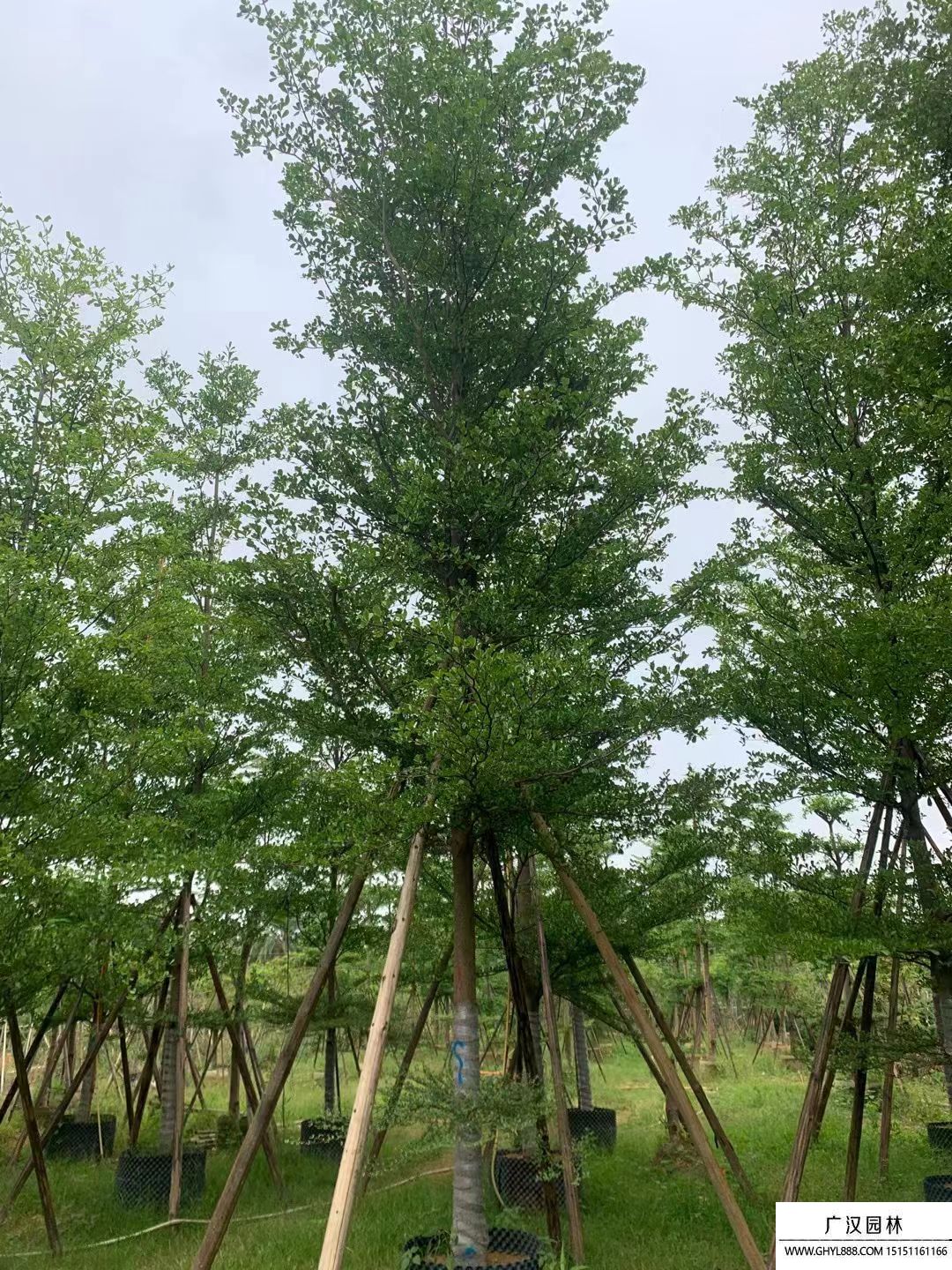 小葉欖仁