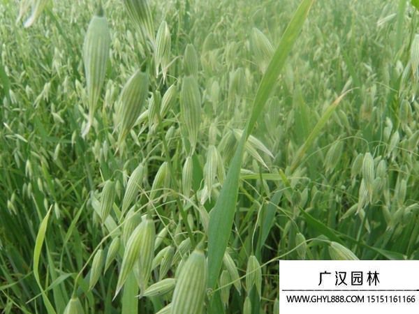 燕麥草