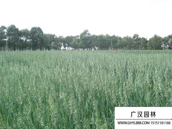 燕麥草