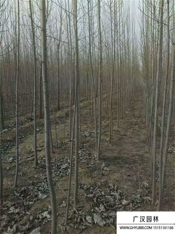 楊樹