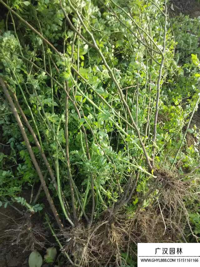 薔薇花