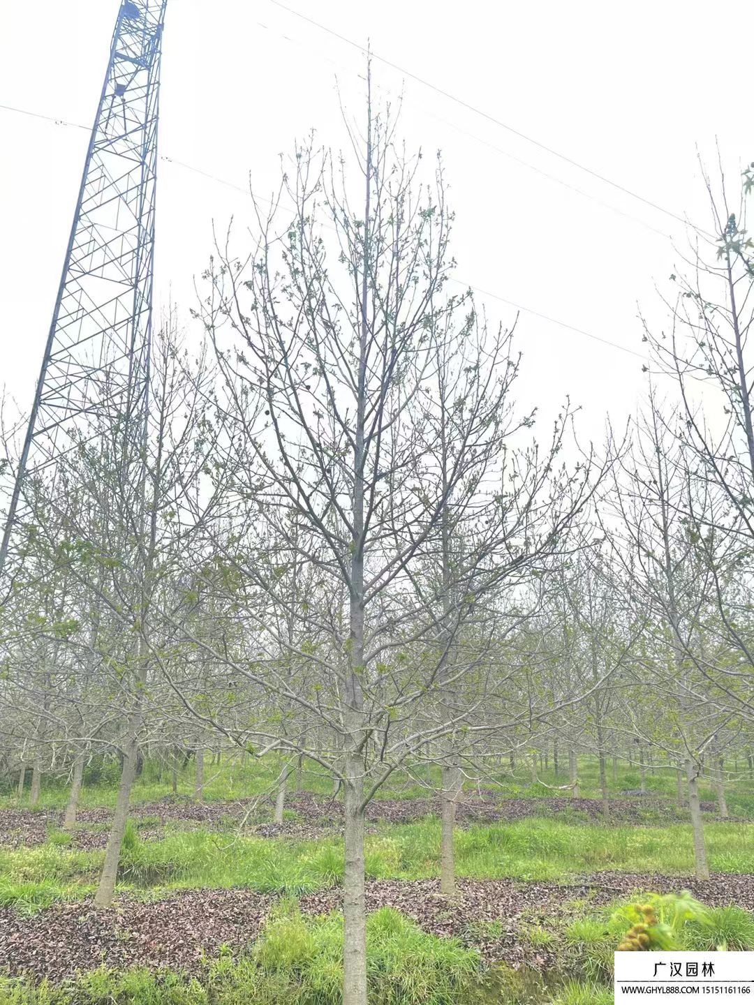 楓香樹